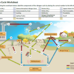 The Nitrogen Cycle Worksheet Nidecmege