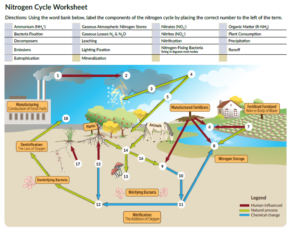 The Nitrogen Cycle Worksheet Nidecmege