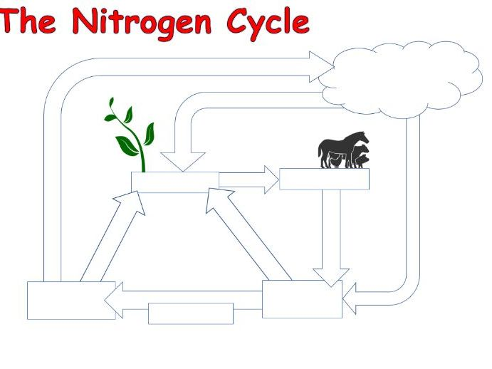 The Nitrogen Cycle Worksheet Teaching Resources