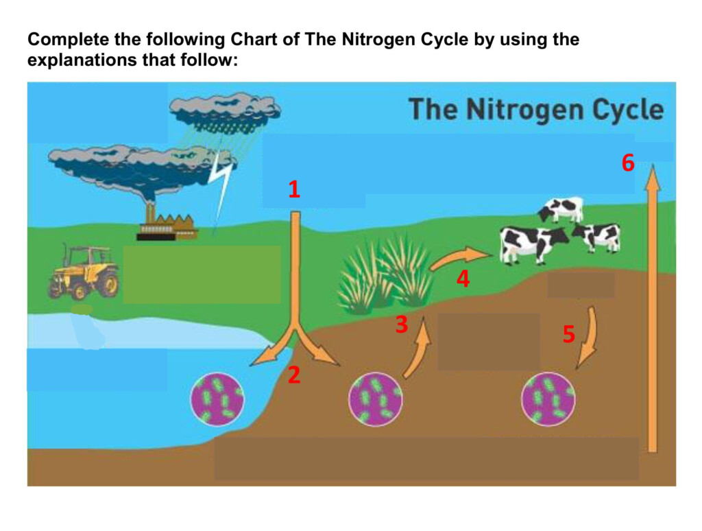 The Nitrogen Cycle Worksheet Thursday May 23 2019 Nitrogen 
