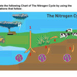 The Nitrogen Cycle Worksheet Thursday May 23 2019 Nitrogen