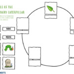 The Very Hungry Caterpillar Life Cycle Worksheet