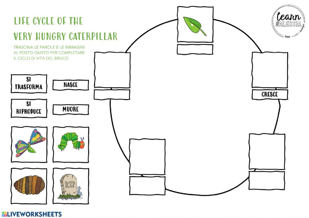 The Very Hungry Caterpillar Life Cycle Worksheet