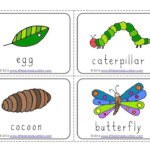 The Very Hungry Caterpillar Theme Free Life Cycle Of A Butterfly Prin