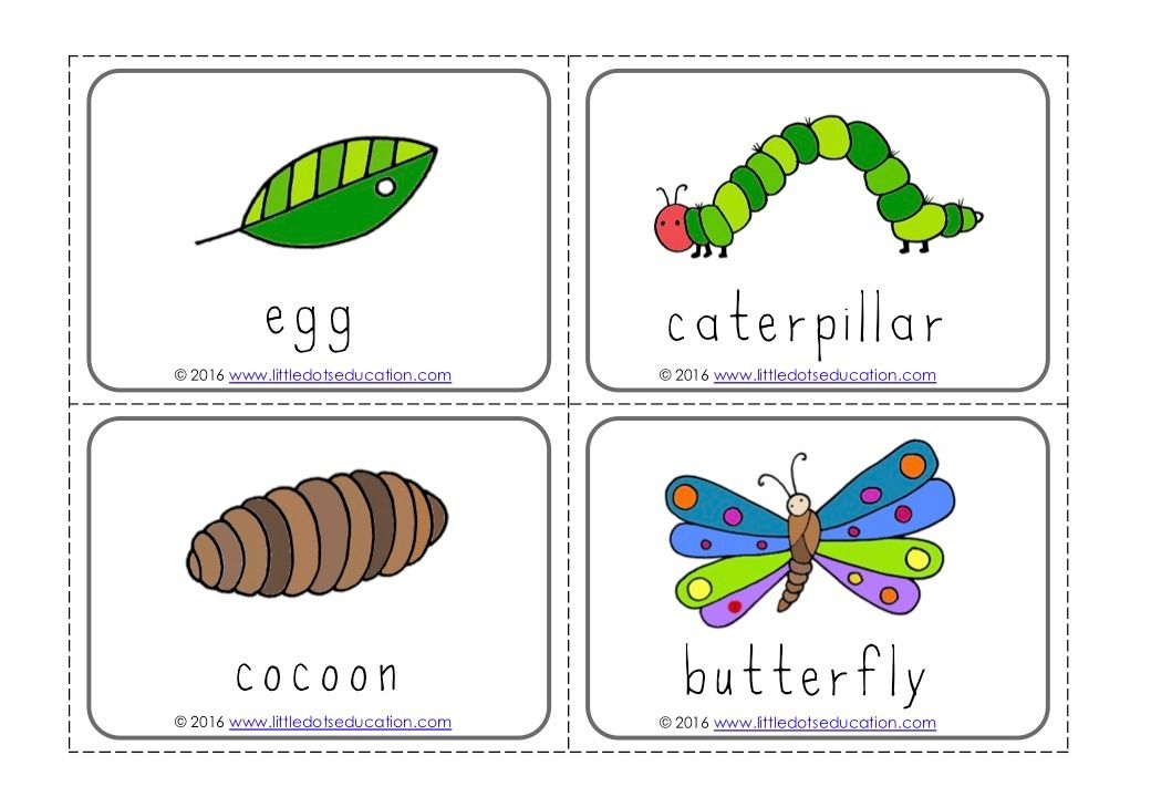 The Very Hungry Caterpillar Theme Free Life Cycle Of A Butterfly Prin 