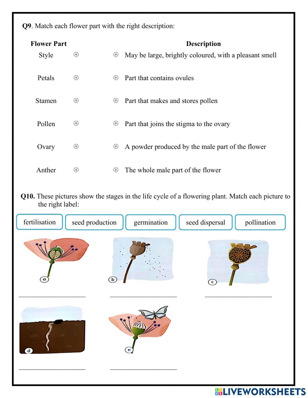 Unit 1 Life Cycle Of A Flowering Plant Worksheet