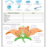 Unit 1 Life Cycle Of A Flowering Plant Worksheet