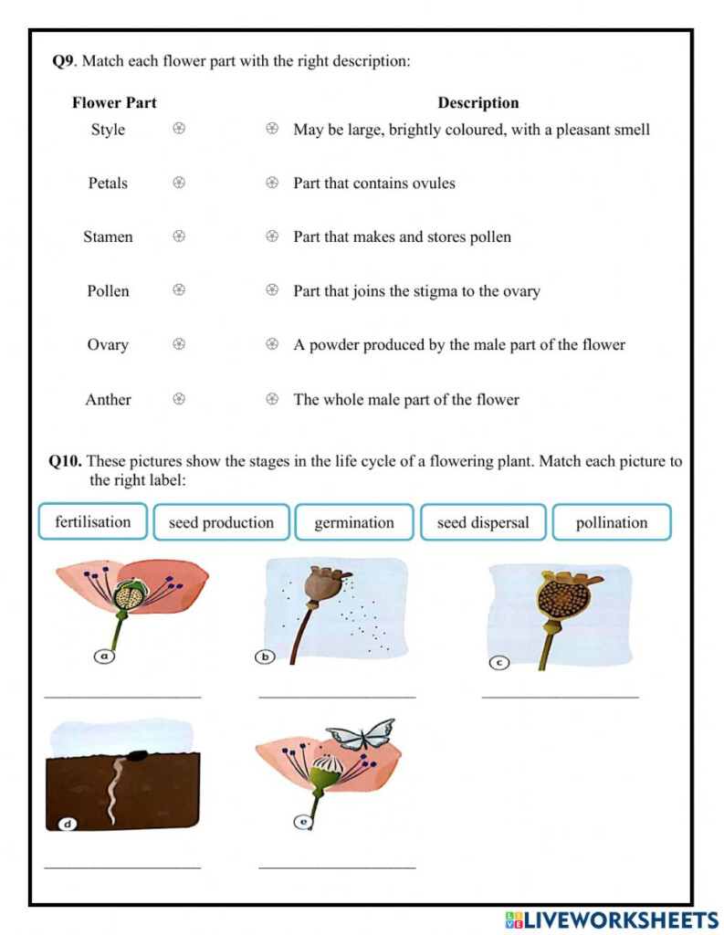 Unit 1 Life Cycle Of A Flowering Plant Worksheet