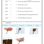 Unit 1 Life Cycle Of A Flowering Plant Worksheet