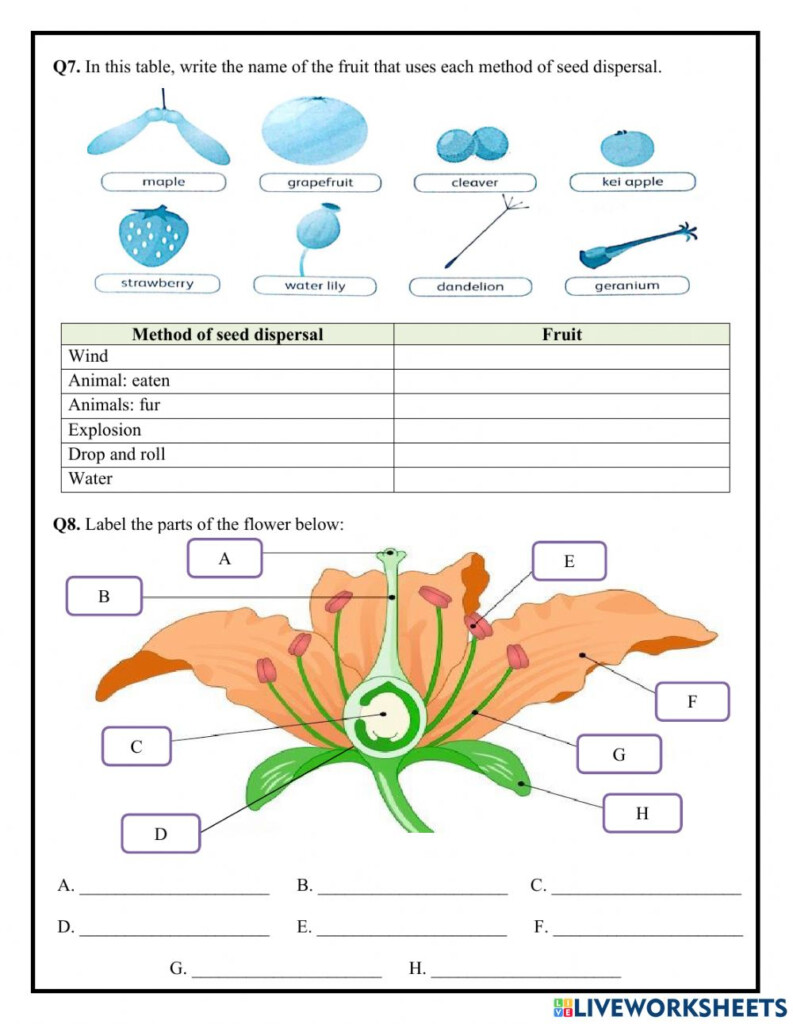 Unit 1 Life Cycle Of A Flowering Plant Worksheet