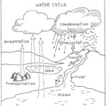 Water Carbon And Nitrogen Cycle Worksheet