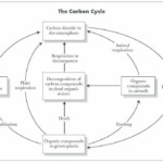 Water Carbon And Nitrogen Cycle Worksheet Answer Key