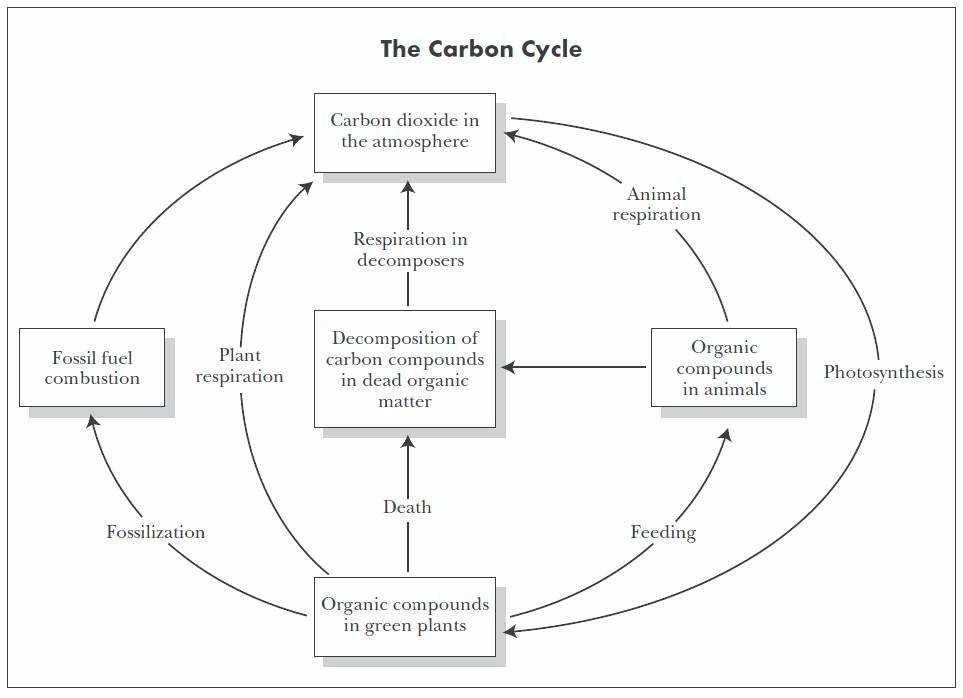 Water Carbon And Nitrogen Cycle Worksheet Answer Key