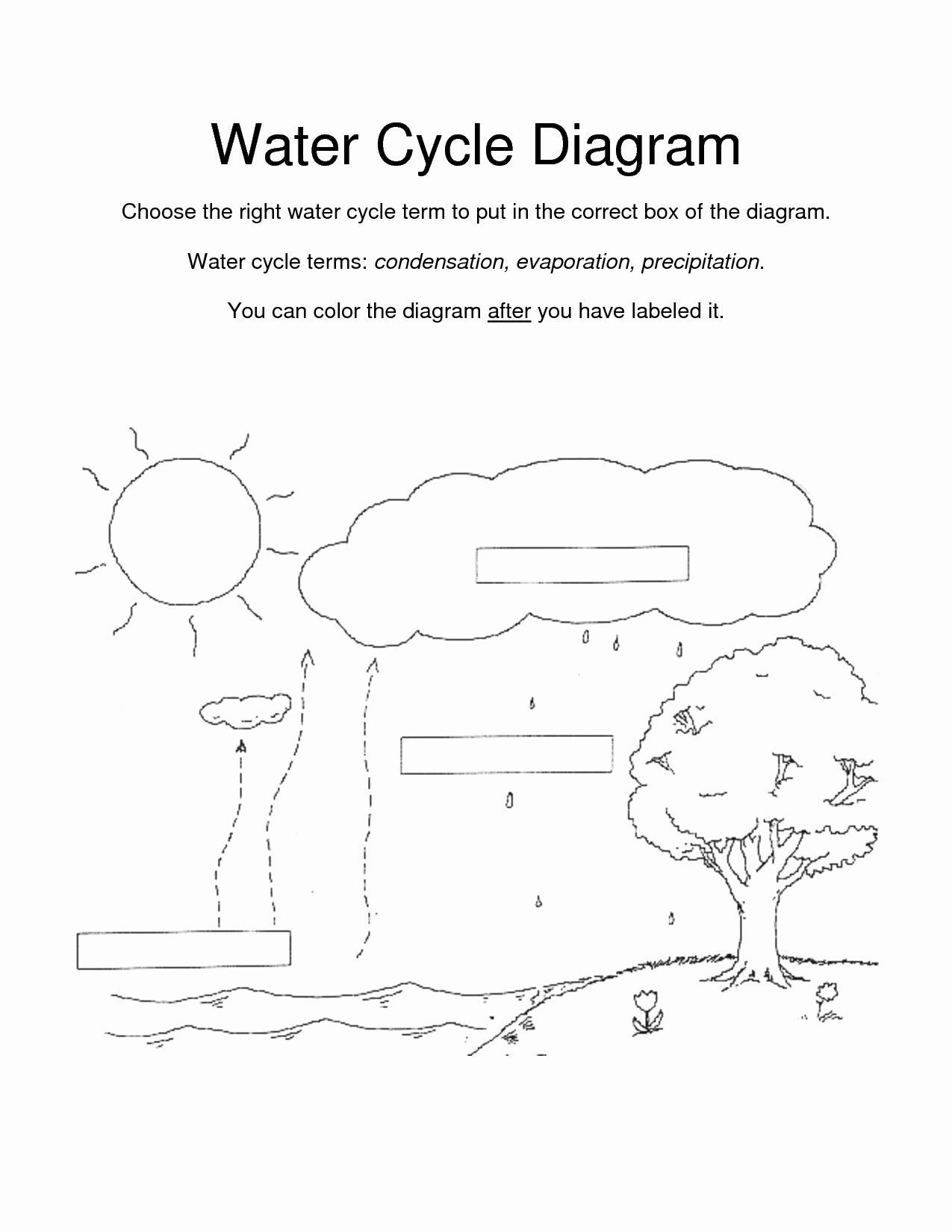 Water Carbon And Nitrogen Cycle Worksheet Answer Key