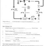 Water Carbon And Nitrogen Cycle Worksheet Color Sheet Answers