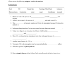 Water Carbon And Nitrogen Cycle Worksheet Color Sheet Answers