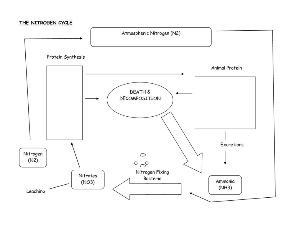 Water Carbon And Nitrogen Cycle Worksheet Color Sheet Answers