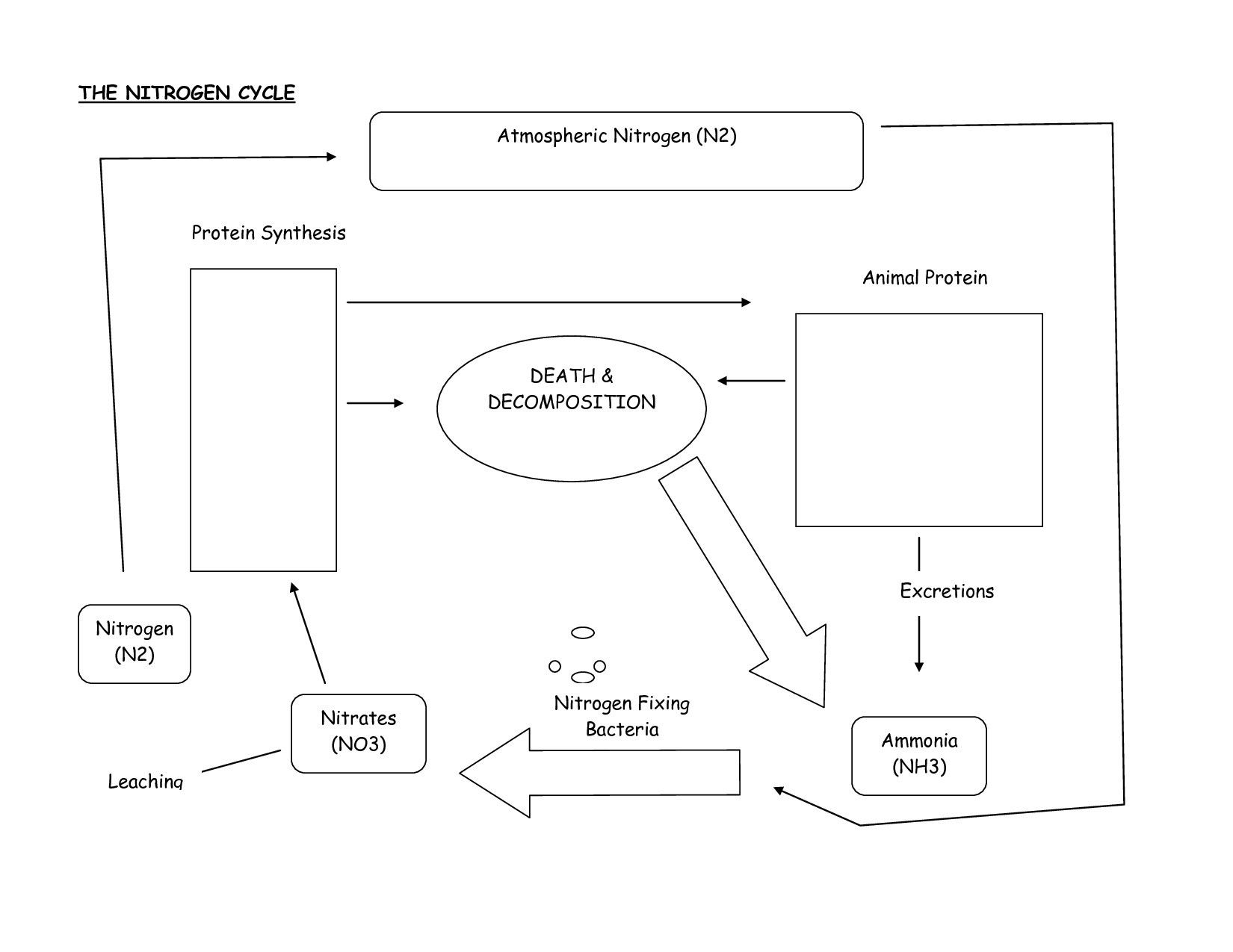 Water Carbon And Nitrogen Cycle Worksheet Color Sheet Answers