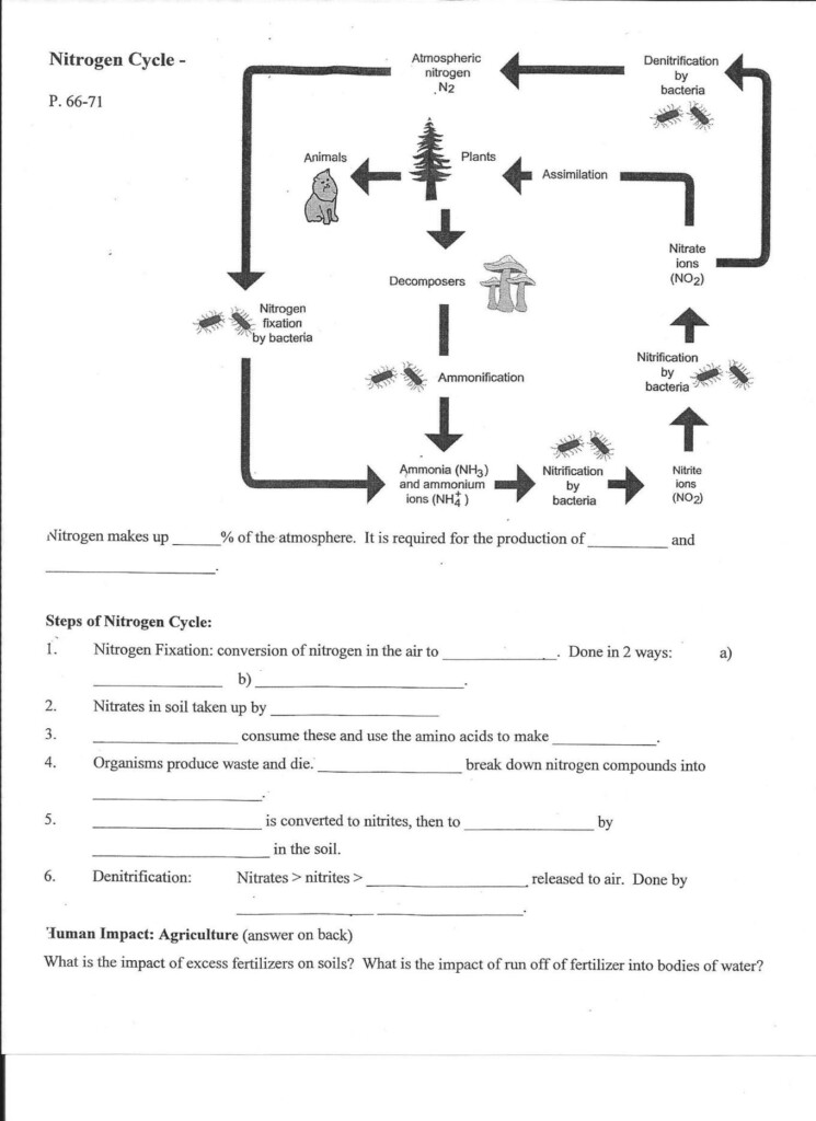 Water Carbon And Nitrogen Cycle Worksheet Color Sheet Answers