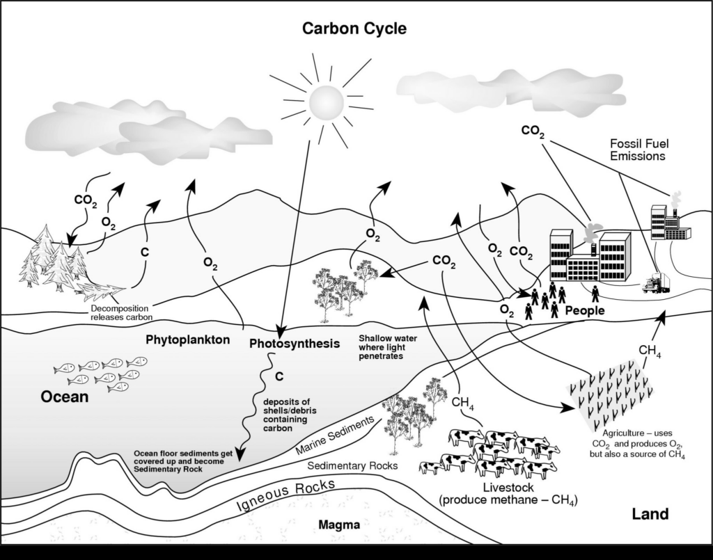 Water Carbon And Nitrogen Cycle Worksheet Color Sheet Briefencounters