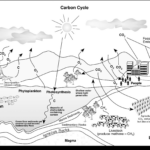 Water Carbon And Nitrogen Cycle Worksheet Color Sheet Briefencounters