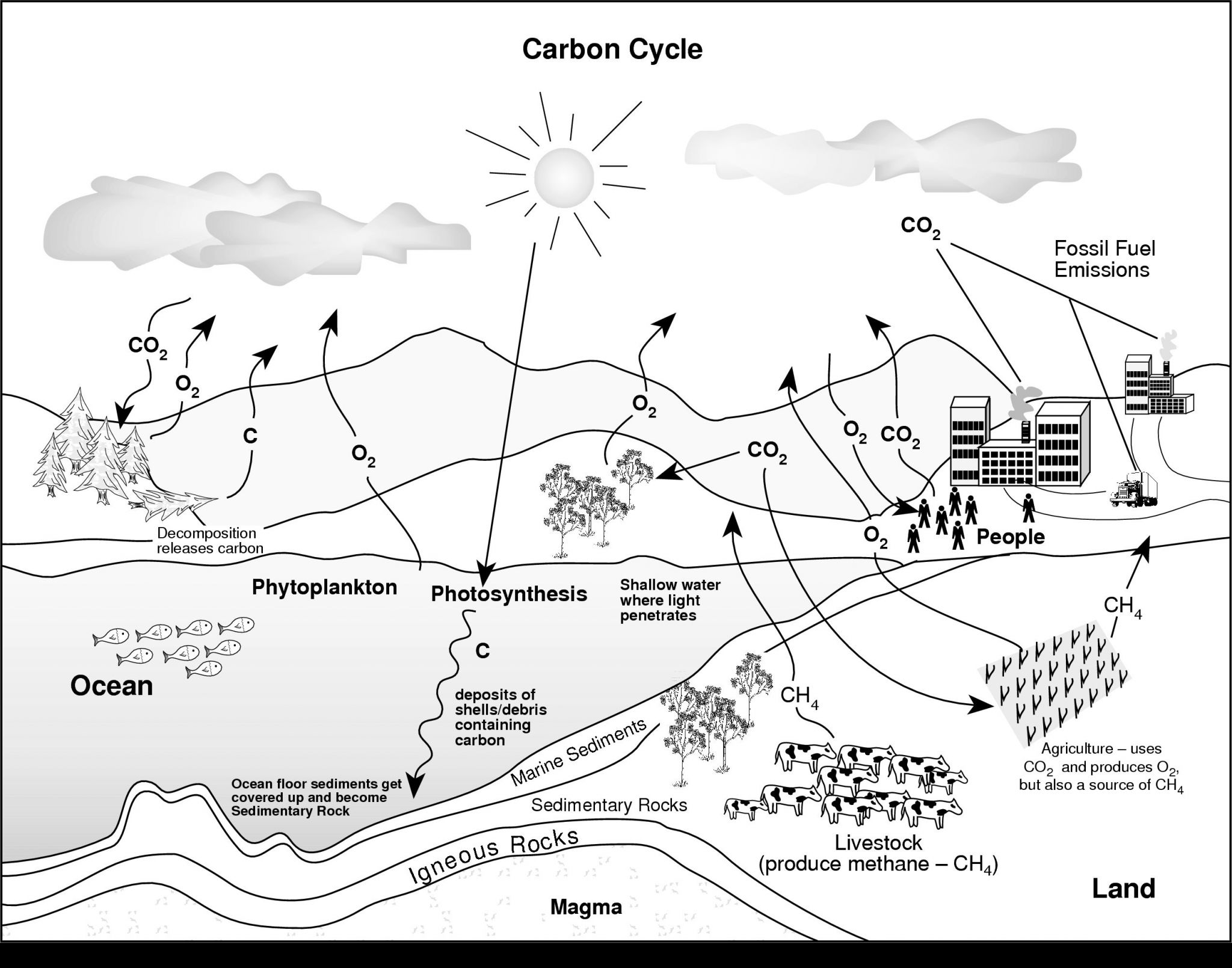 Water Carbon And Nitrogen Cycle Worksheet Color Sheet Briefencounters