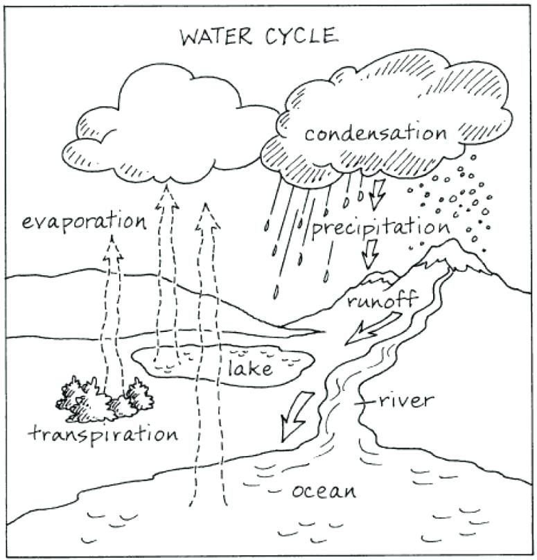 Water Carbon And Nitrogen Cycle Worksheet