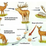 White Tailed Deer Life Cycle Slidedocnow