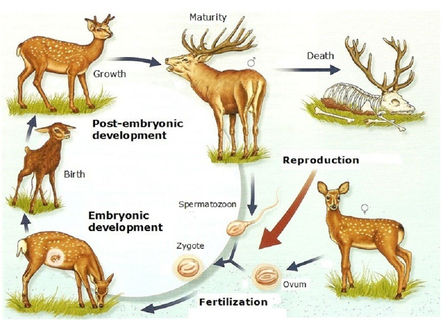 White Tailed Deer Life Cycle Slidedocnow