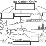 Wizer me Free Interactive Carbon Cycle Biology Cycles Blended