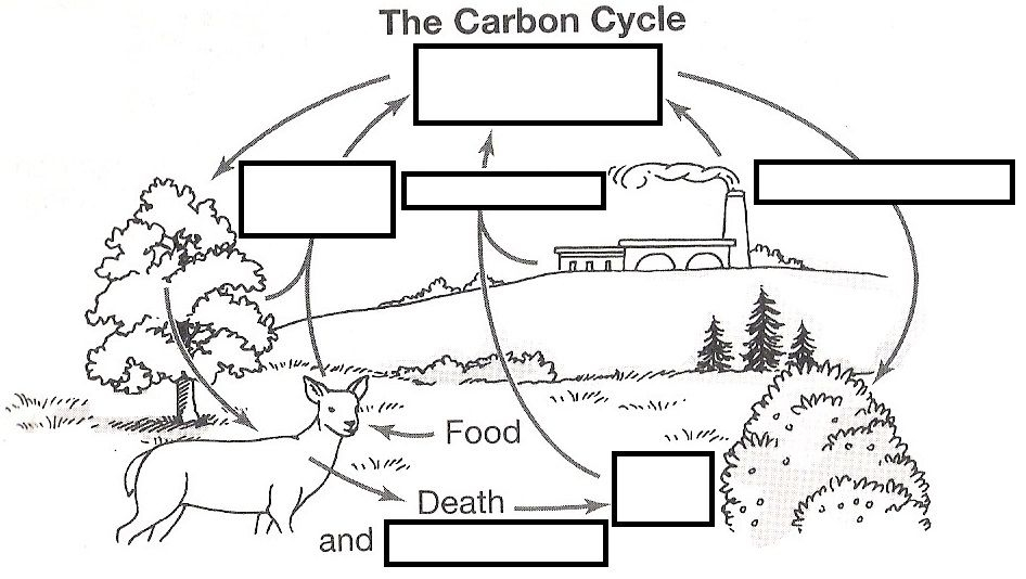 Wizer me Free Interactive Carbon Cycle Biology Cycles Blended 