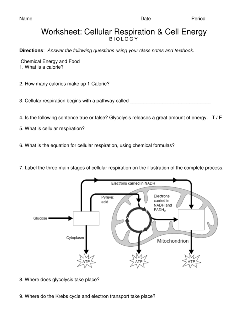 Worksheet Cellular Respiration And Cell Energy