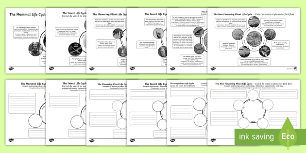 Year 5 Differentiated Life Cycles Worksheets English Romanian