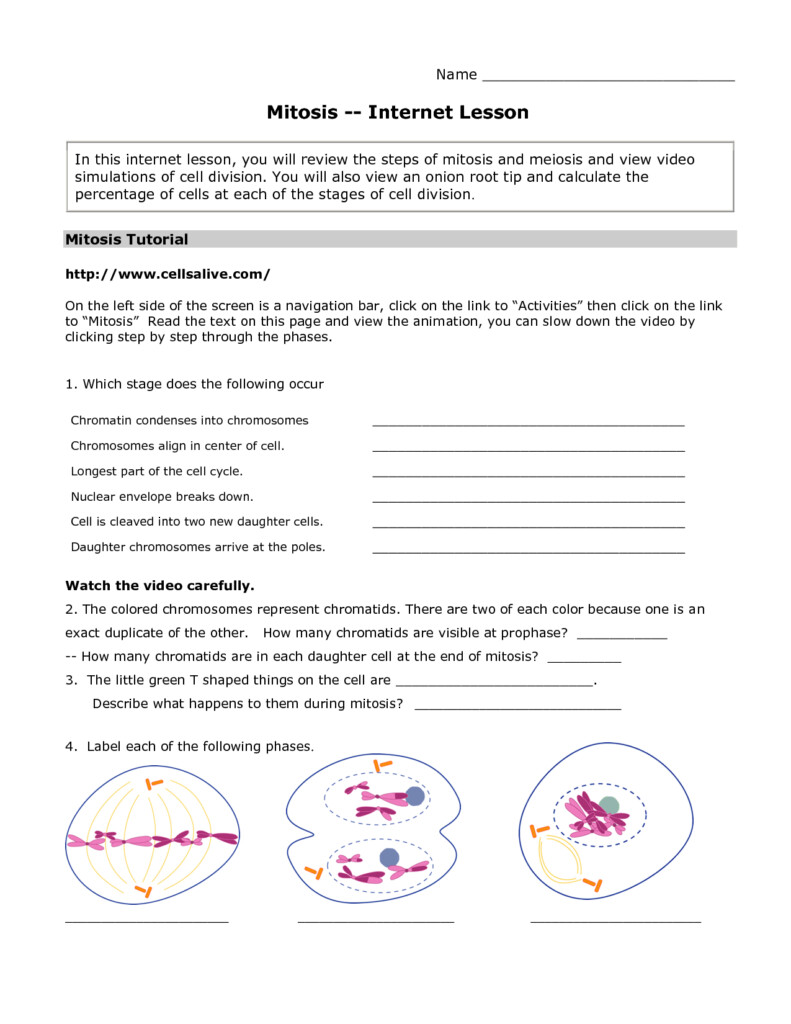 10 Cells Alive Mitosis Phase Worksheet Answer Key