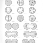 13 Identify Stages Of Mitosis Worksheet Worksheeto