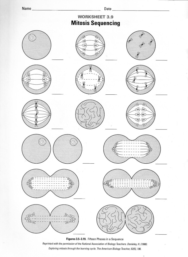 13 Identify Stages Of Mitosis Worksheet Worksheeto