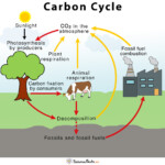 14 7 NUTRIENT CYCLING