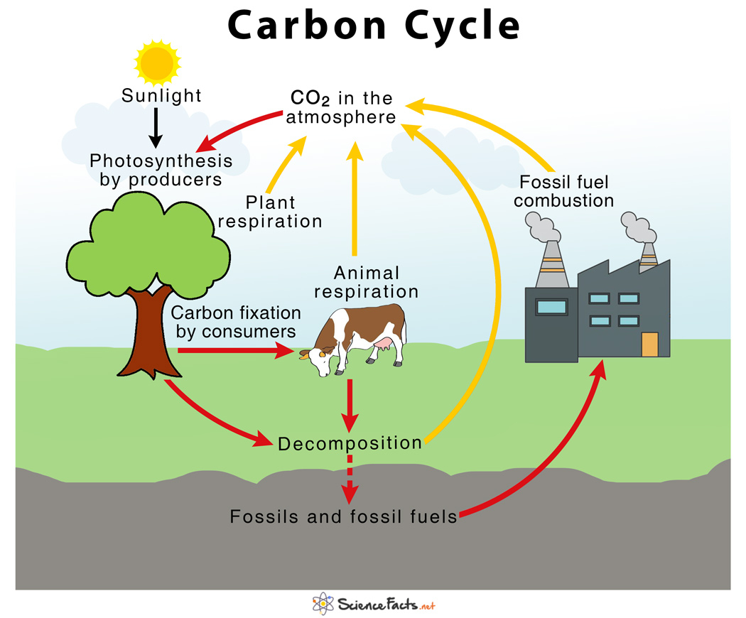 14 7 NUTRIENT CYCLING