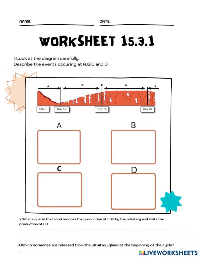 15 3 Menstrual Cycle Worksheet