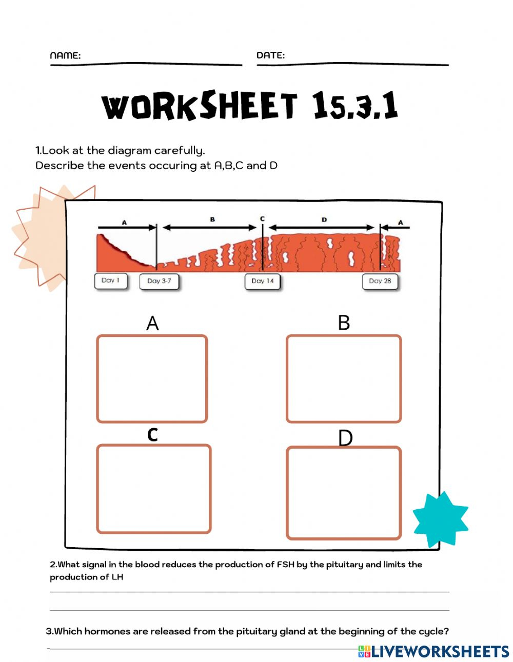 15 3 Menstrual Cycle Worksheet