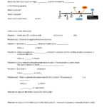 16 Krebs Cycle Worksheets Worksheeto