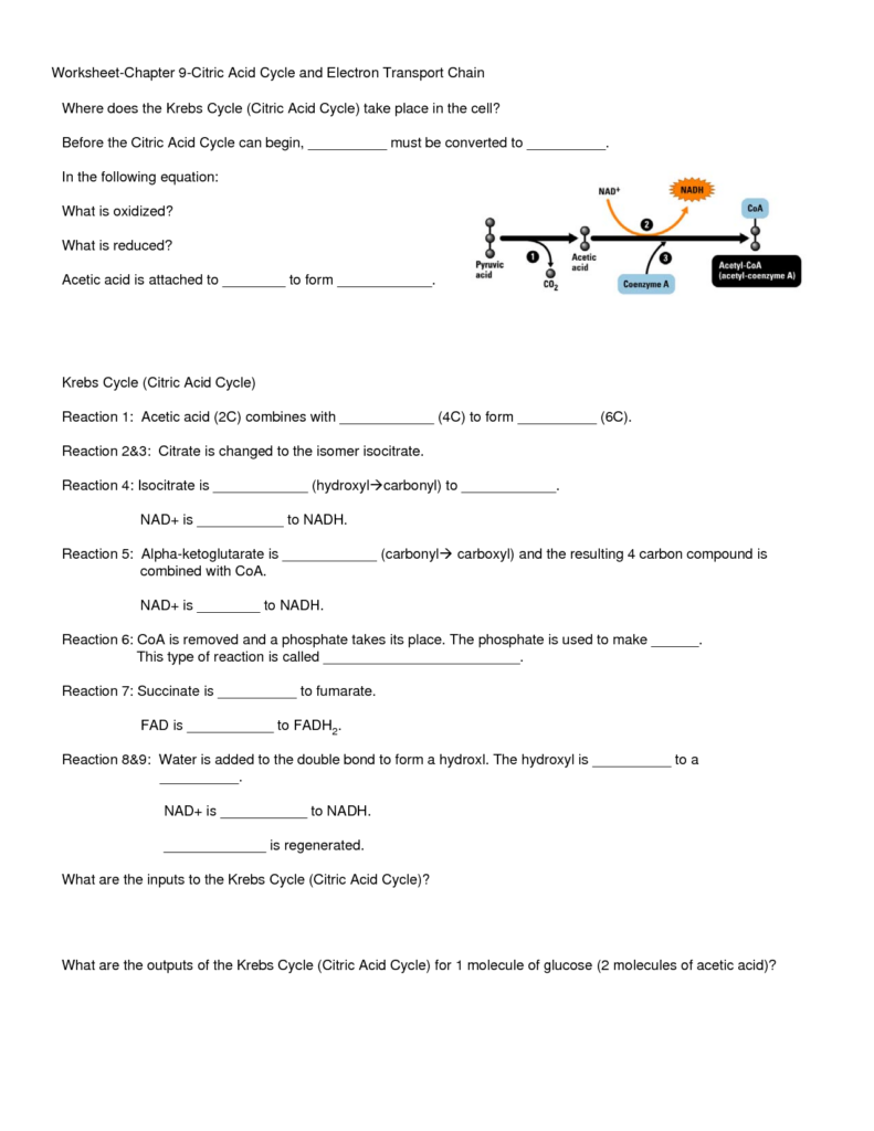 16 Krebs Cycle Worksheets Worksheeto