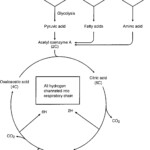 16 Krebs Cycle Worksheets Worksheeto