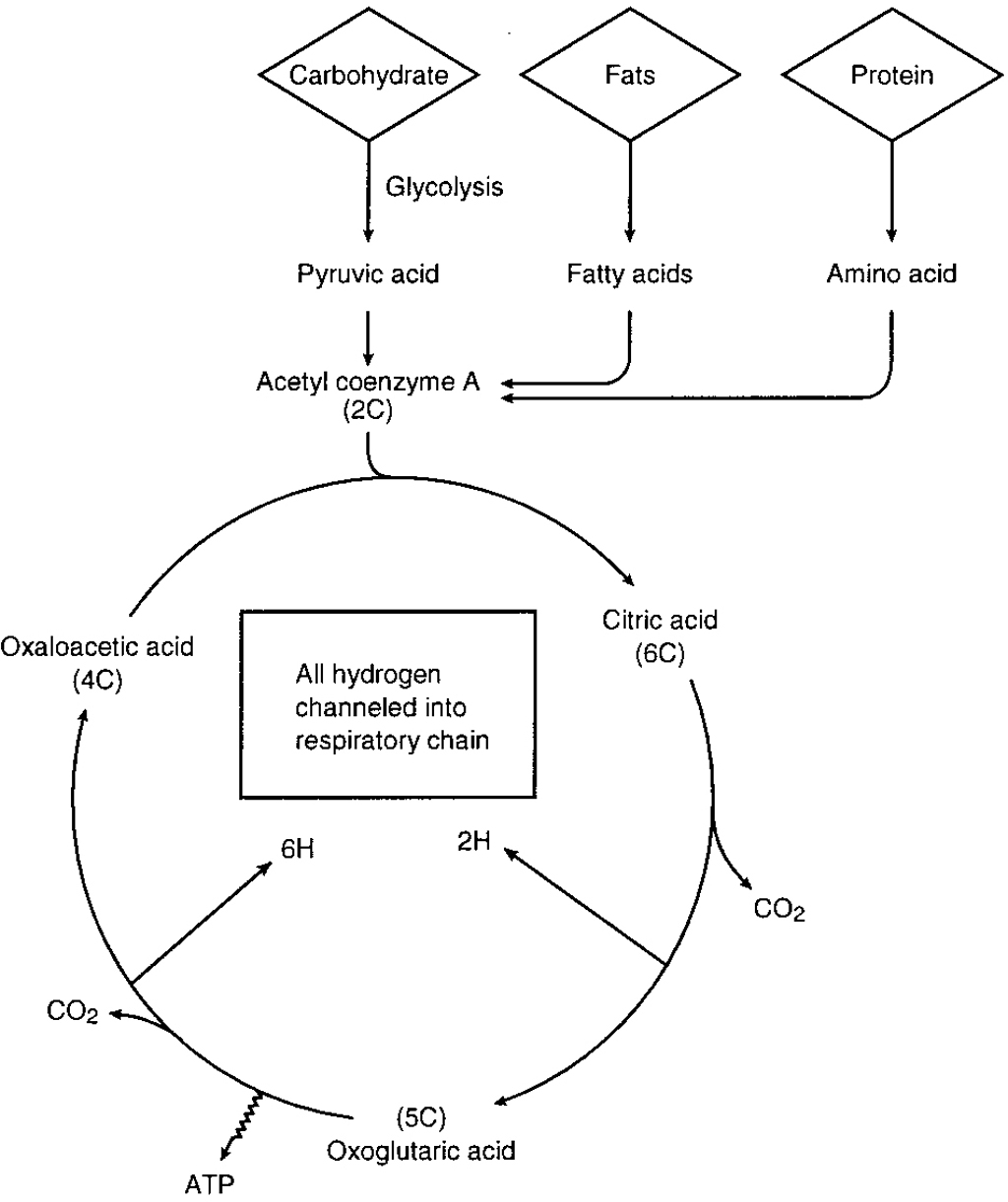 16 Krebs Cycle Worksheets Worksheeto