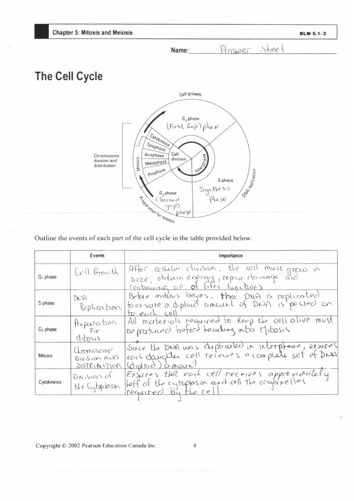 19 Cell Cycle Review Worksheet Answers Worksheeto