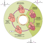 193 Cardiac Cycle Anatomy And Physiology Db excel