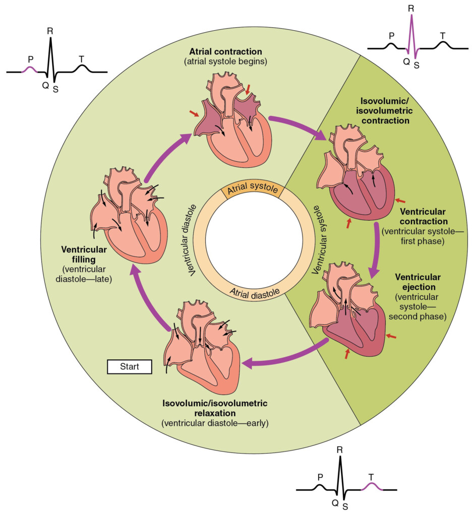 193 Cardiac Cycle Anatomy And Physiology Db excel