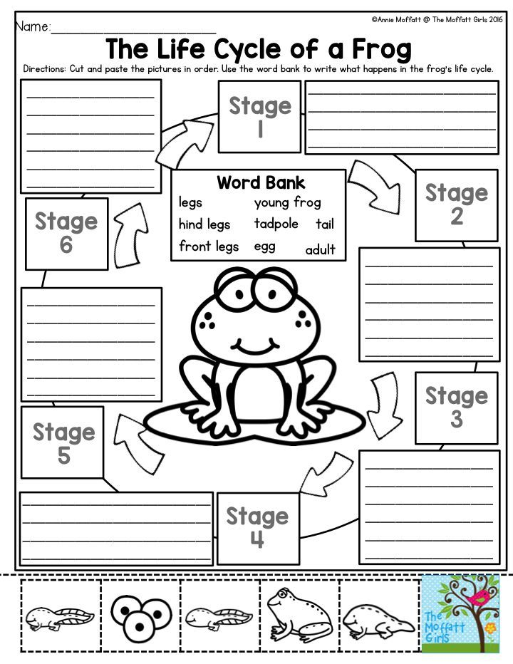 30 Animal Life Cycle Worksheets 3Rd Grade Free