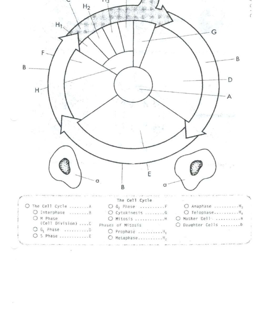 30 Cell Cycle Coloring Worksheet Education Template