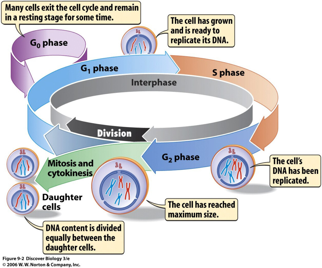 30 Cells Alive Cell Cycle Worksheet Education Template